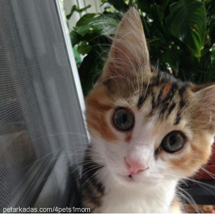 cujo Dişi European Shorthair