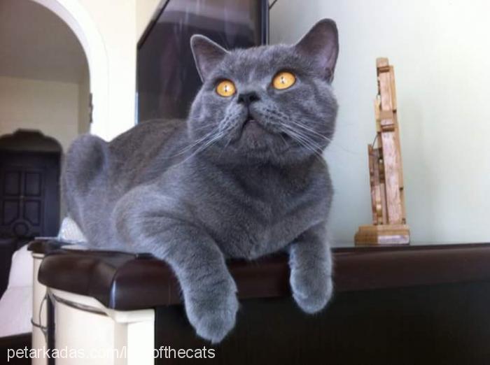 lord Erkek British Shorthair