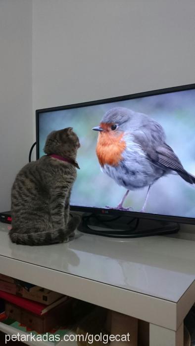 gölge Dişi Scottish Fold