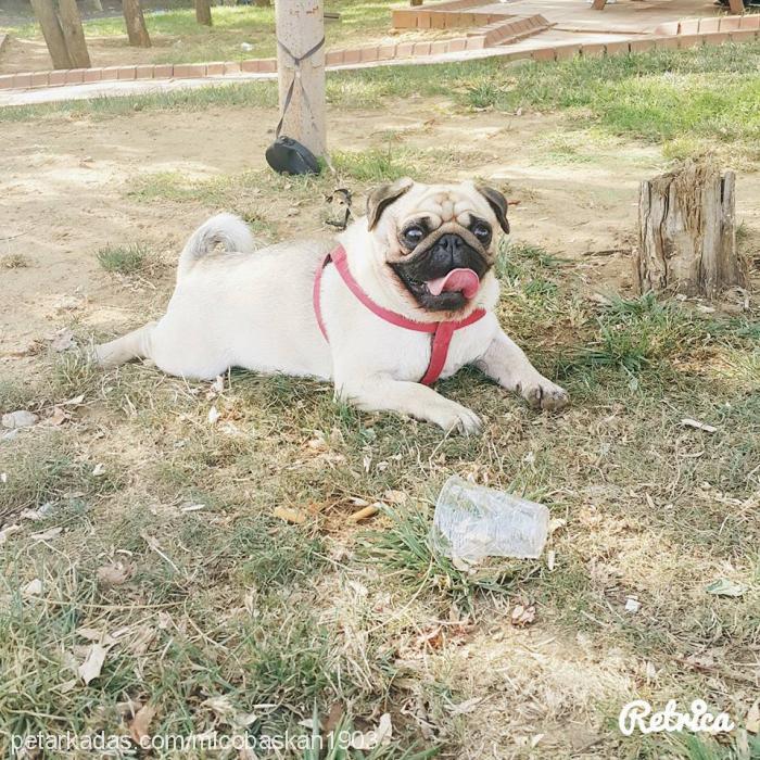 mİÇo Erkek Pug