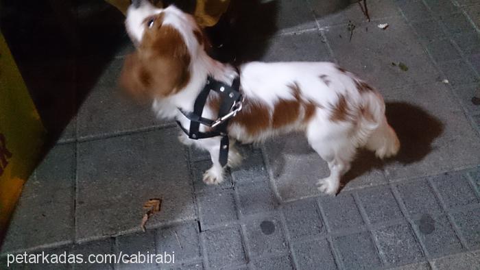 caş Erkek Cavalier King Charles Spanieli