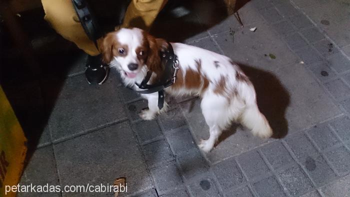 caş Erkek Cavalier King Charles Spanieli