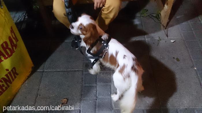 caş Erkek Cavalier King Charles Spanieli