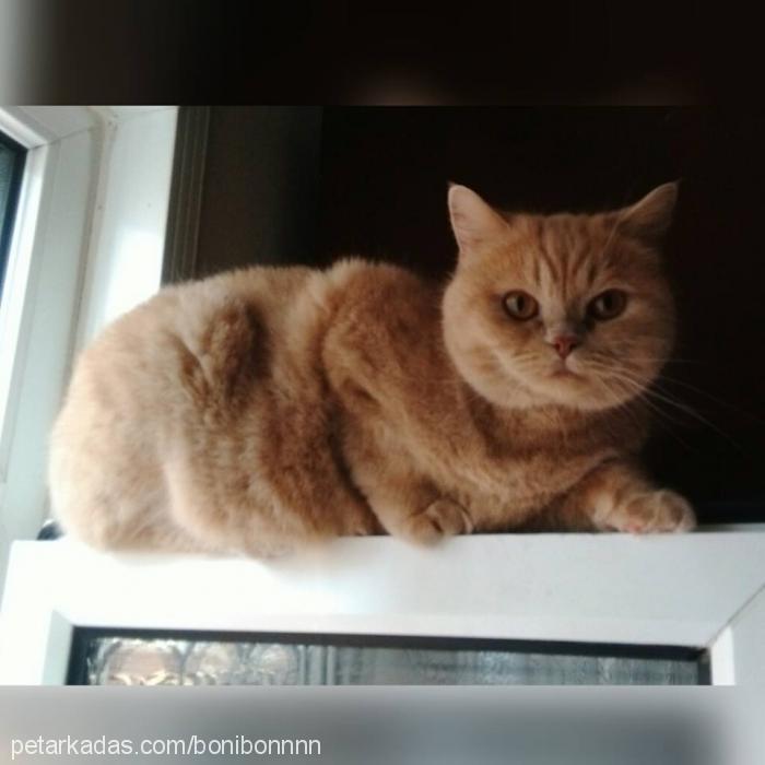 bonibon Dişi British Shorthair