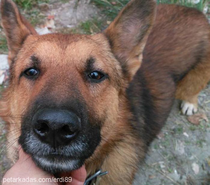 paşam Erkek Alman Çoban Köpeği