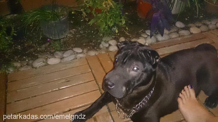 mojo Dişi Çin Shar-Pei