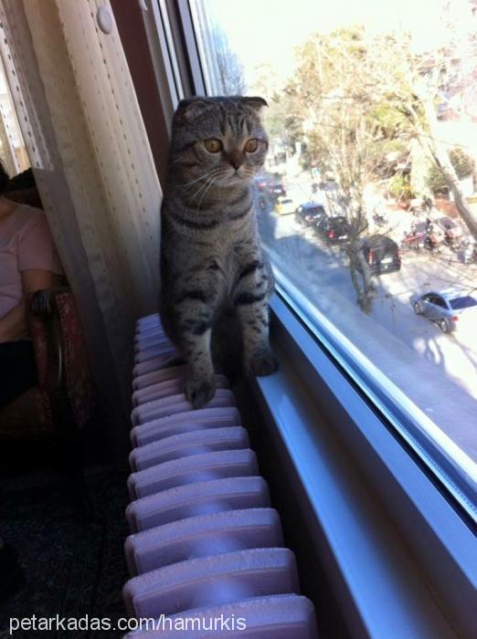 hamur Dişi Scottish Fold