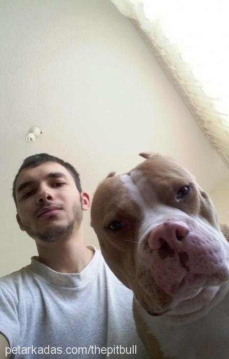 joker Erkek Amerikan Pitbull Terrier