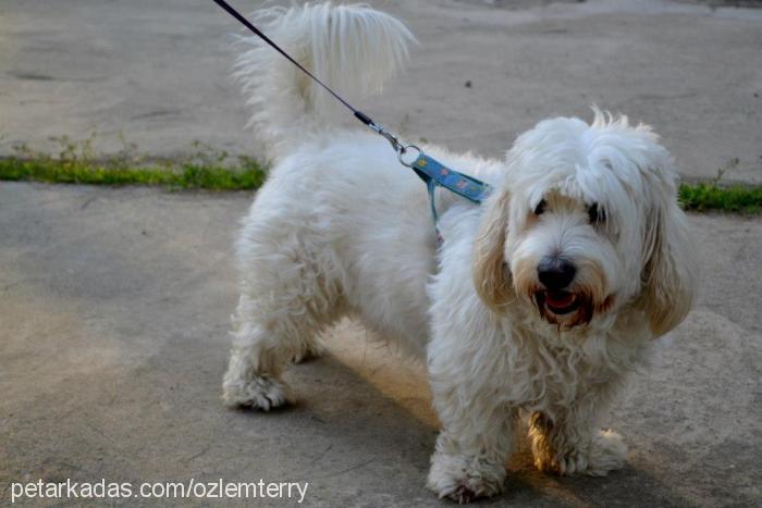 terry Erkek Dandie Dinmont Terrier