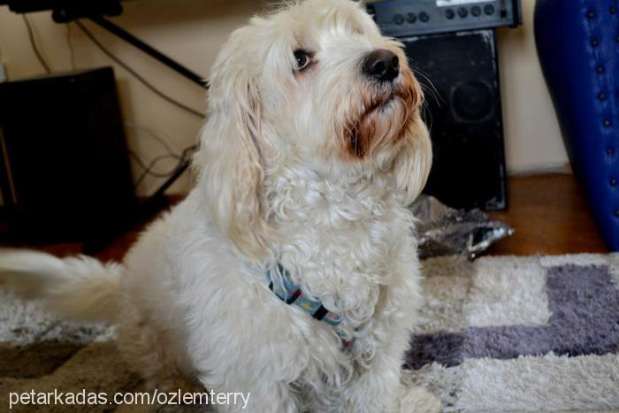 terry Erkek Dandie Dinmont Terrier