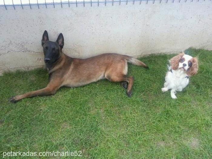 baxter Erkek Belçika Malinois