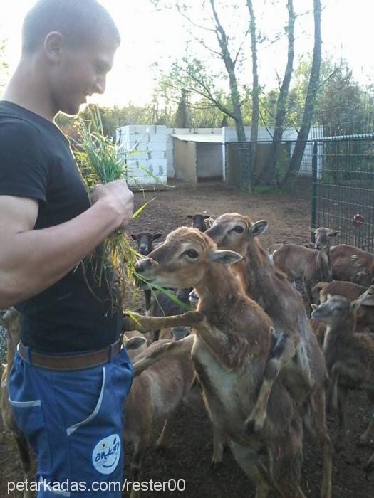 şilatarçın Dişi Golden Retriever