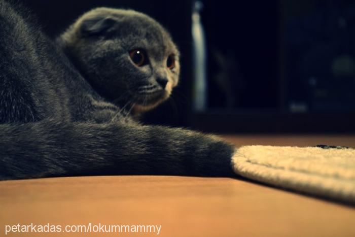 lokum Dişi Scottish Fold