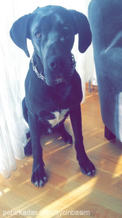 dalton Erkek Great Dane (Danua)