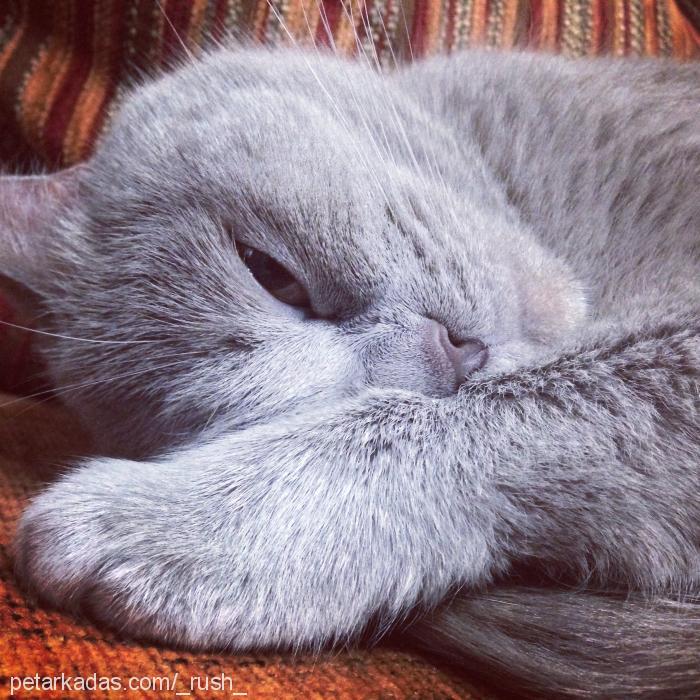 dgme Dişi British Shorthair