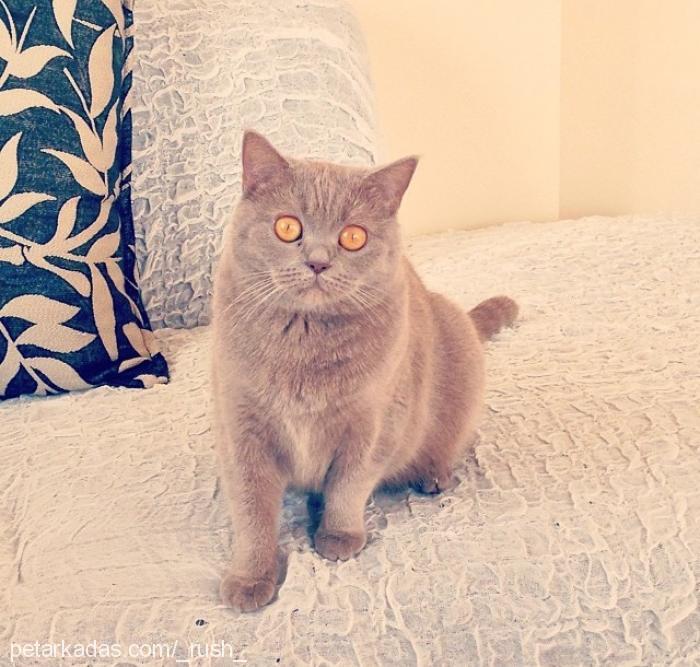 dgme Dişi British Shorthair