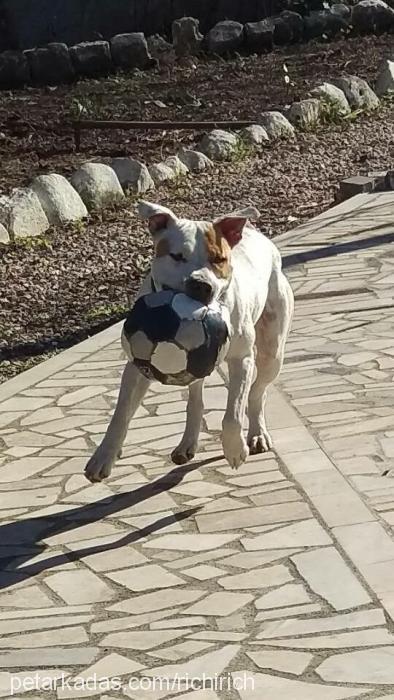 mike Erkek Amerikan Staffordshire Terrier