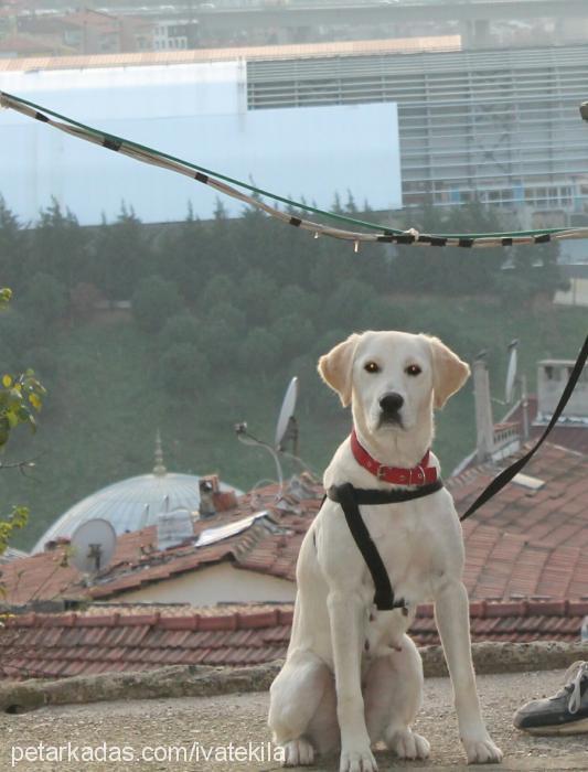 İva Dişi Labrador Retriever