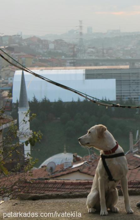 İva Dişi Labrador Retriever