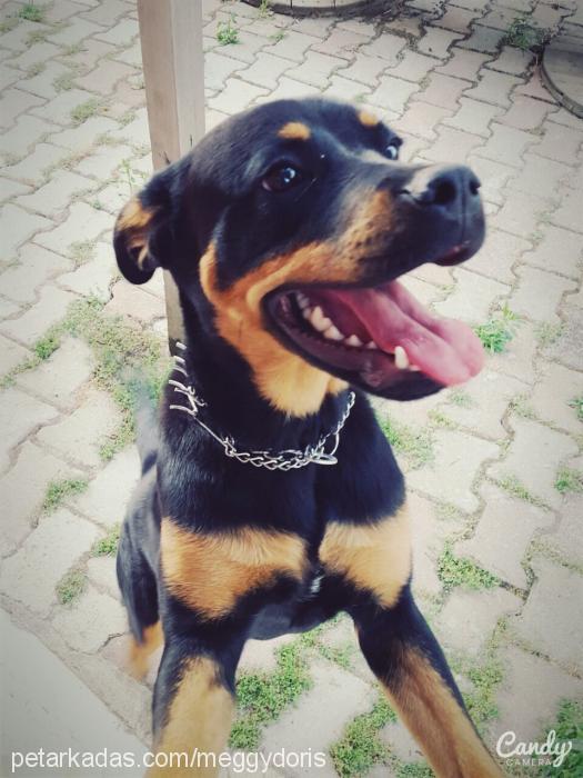 doris Dişi Rottweiler