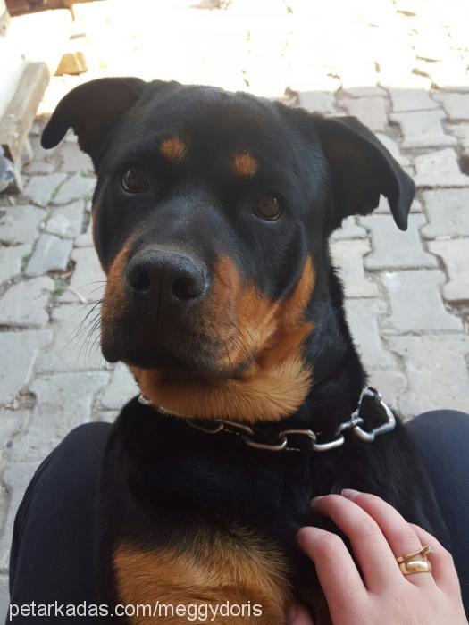 doris Dişi Rottweiler