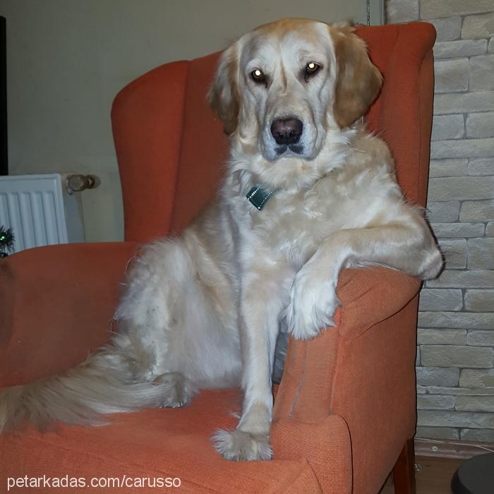 zilly Dişi Golden Retriever