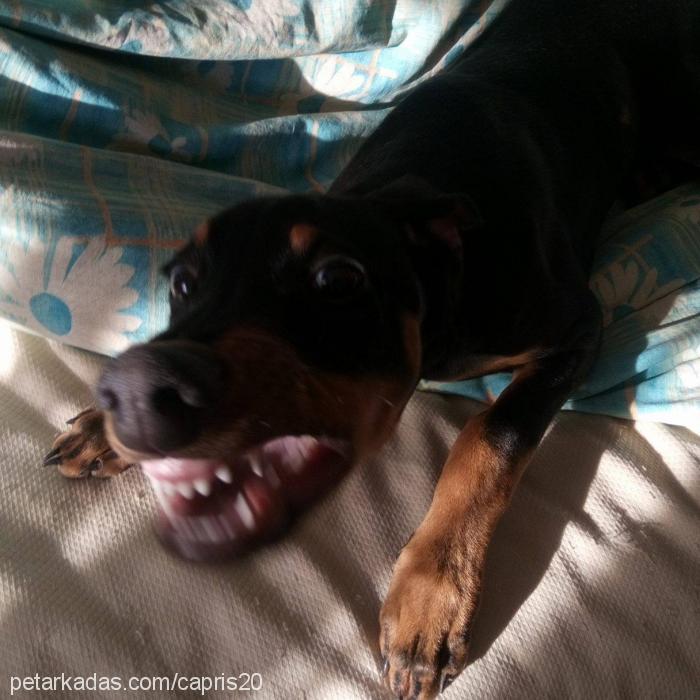 ares Erkek Doberman Pinscher