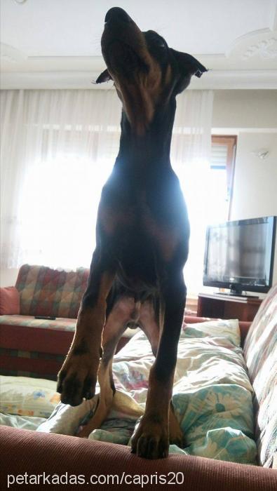 ares Erkek Doberman Pinscher