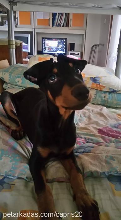 ares Erkek Doberman Pinscher