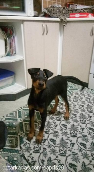 ares Erkek Doberman Pinscher