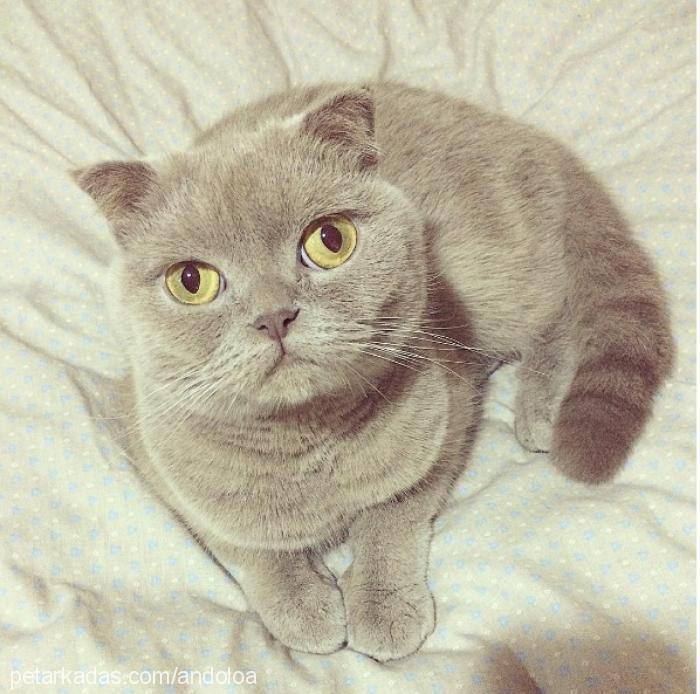 maya Dişi Scottish Fold