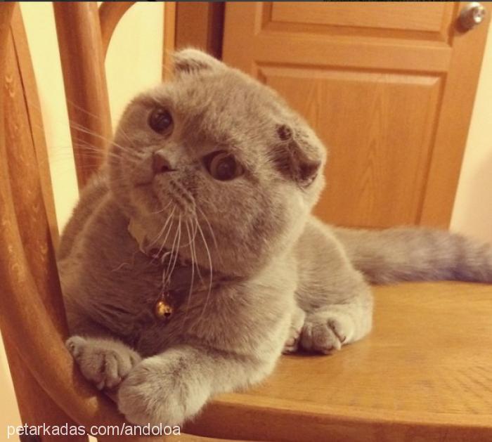 maya Dişi Scottish Fold