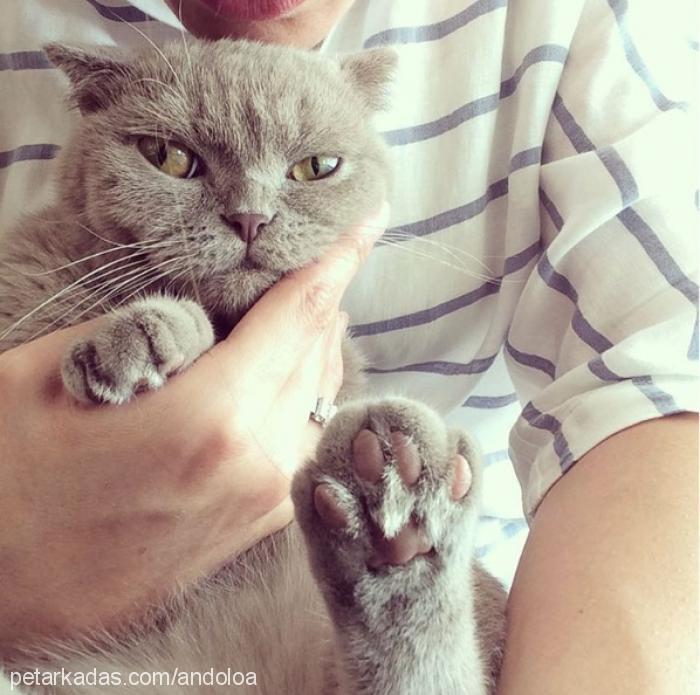 maya Dişi Scottish Fold