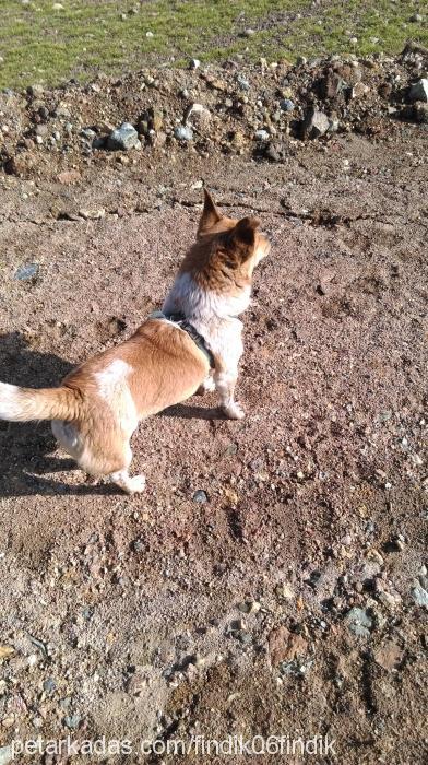 fındık Erkek Pembroke Welsh Corgi