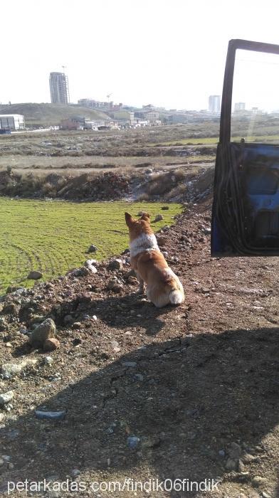 fındık Erkek Pembroke Welsh Corgi