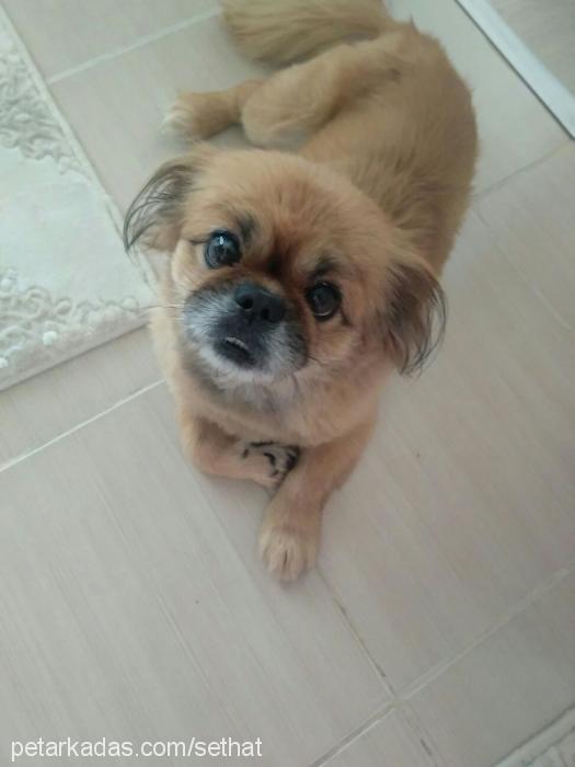 tarçın Erkek Pekingese