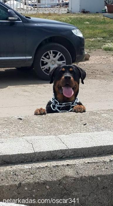 oscar Erkek Rottweiler