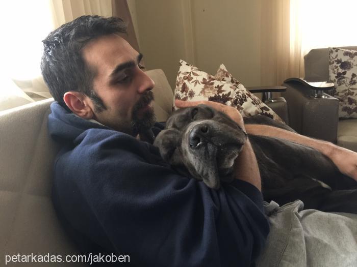 paşa Erkek Cane Corso Italiano