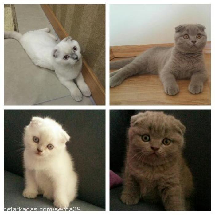 Şükufe Dişi British Shorthair