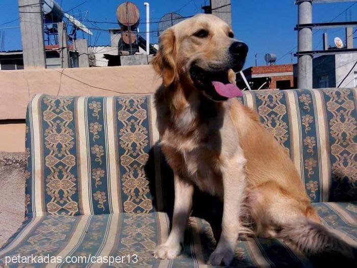 casper Erkek Golden Retriever