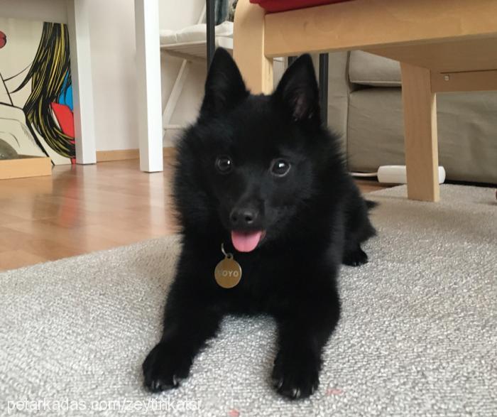 yoyo Dişi Schipperkee