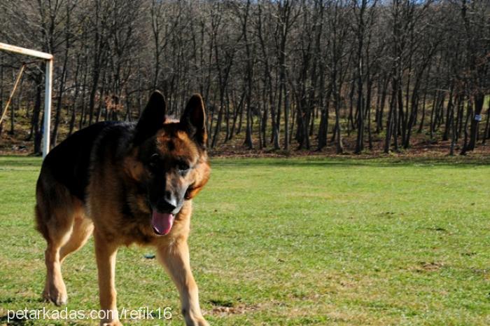 oscar Erkek Alman Çoban Köpeği