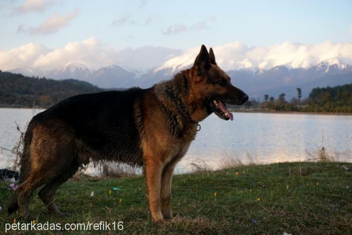 oscar Erkek Alman Çoban Köpeği