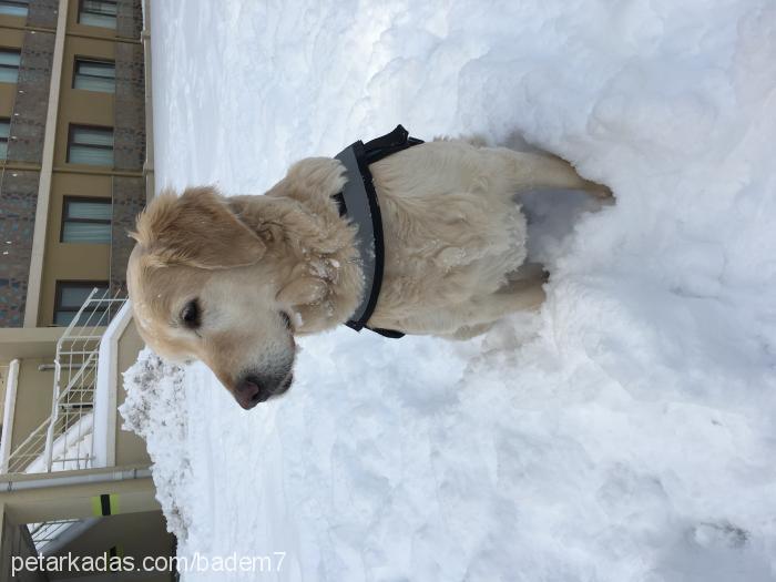 badem Dişi Golden Retriever