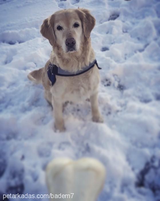 badem Dişi Golden Retriever