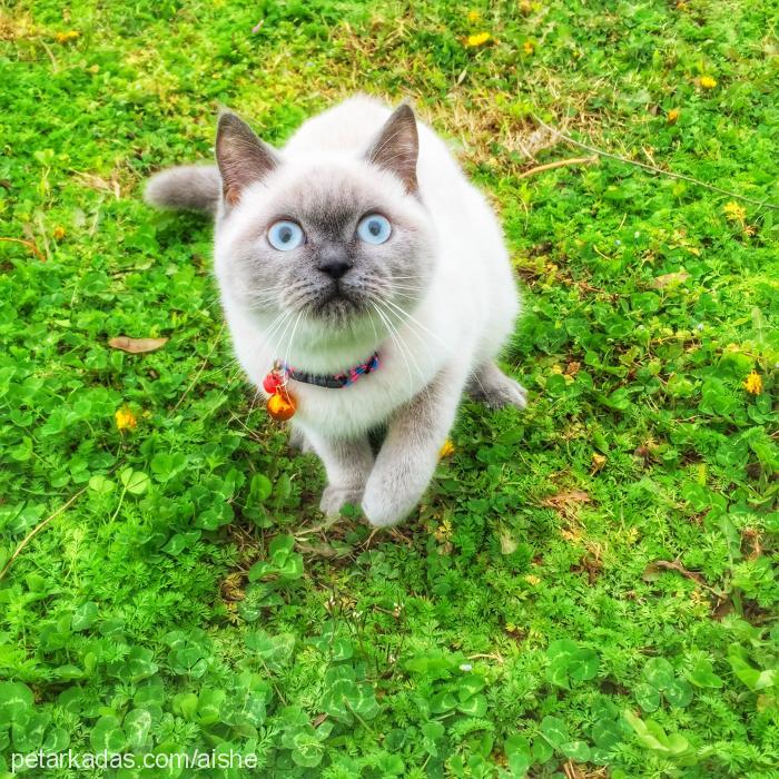 zuzu Dişi Brazilian Shorthair