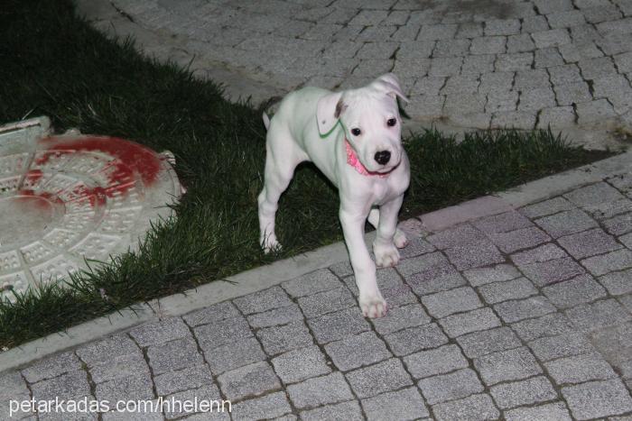 helen Dişi Dogo Arjantin