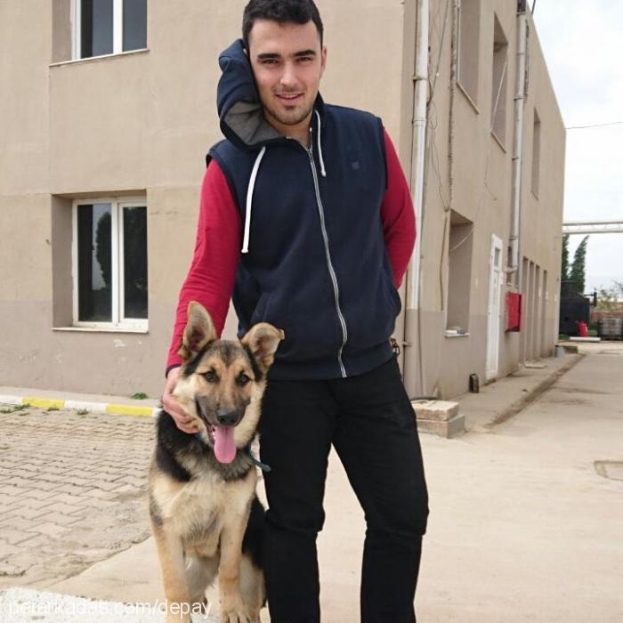 paris Dişi Alman Çoban Köpeği