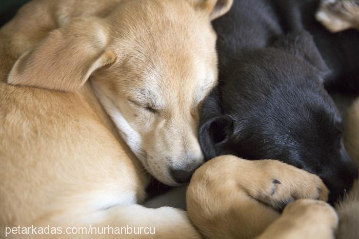 2016mart-6yavru Dişi Labrador Retriever