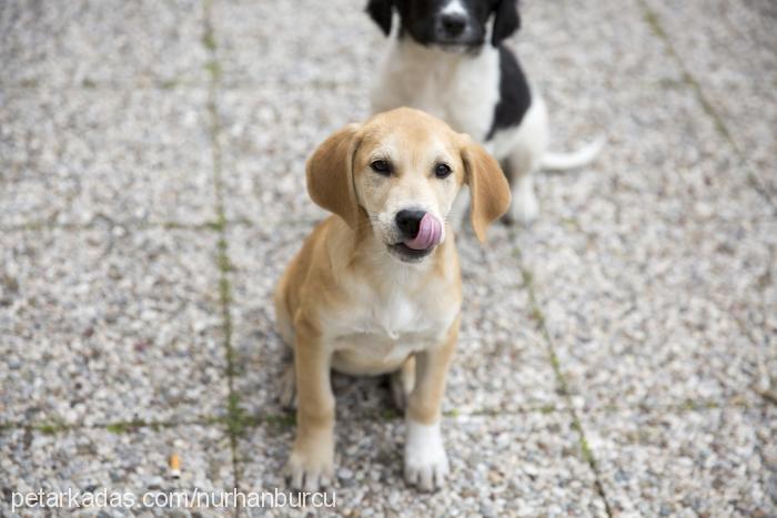 2016mart-6yavru Dişi Labrador Retriever